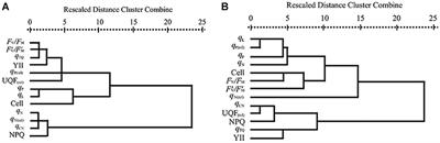 Combined Effects of Allelopathic Polyphenols on Microcystis aeruginosa and Response of Different Chlorophyll Fluorescence Parameters